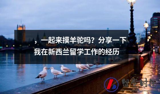，一起来摸羊驼吗？分享一下我在新西兰留学工作的经历