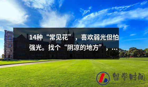 14种“常见花”，喜欢弱光但怕强光。找个“阴凉的地方”，长得更茂盛。