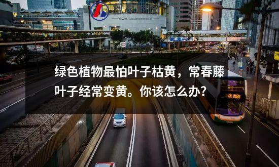 绿色植物最怕叶子枯黄，常春藤叶子经常变黄。你该怎么办？