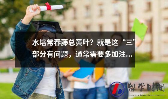 水培常春藤总黄叶？就是这“三”部分有问题，通常需要多加注意。
