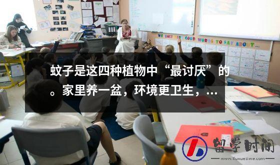 蚊子是这四种植物中“最讨厌”的。家里养一盆，环境更卫生，减少很多麻烦。