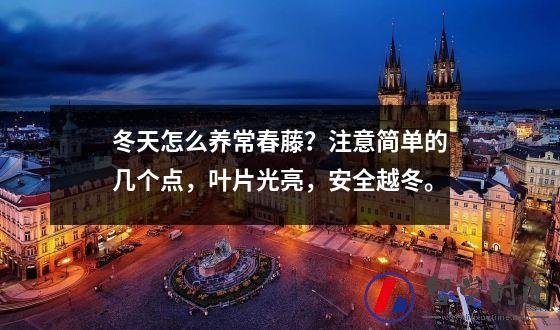 冬天怎么养常春藤？注意简单的几个点，叶片光亮，安全越冬。