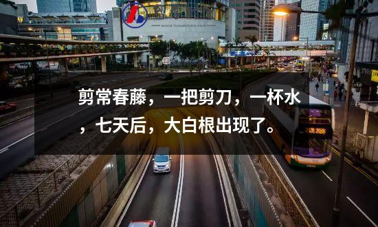 剪常春藤，一把剪刀，一杯水，七天后，大白根出现了。