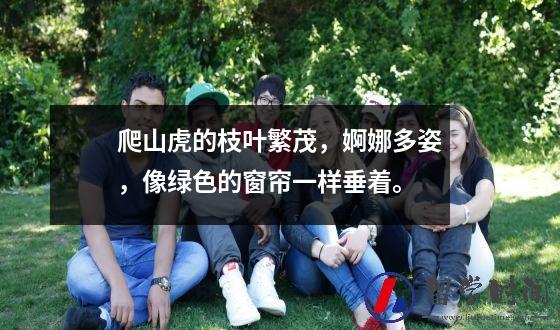 爬山虎的枝叶繁茂，婀娜多姿，像绿色的窗帘一样垂着。
