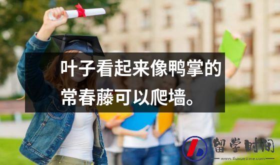叶子看起来像鸭掌的常春藤可以爬墙。